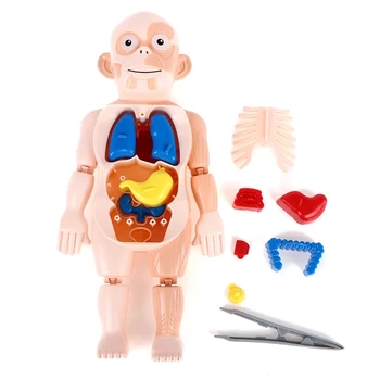 1Set Lapsed, Haridus-Õppe Orel kokku pandud Mänguasja 3D Puzzle Inimese Keha Anatoomia Mudel BodyOrgan Õpetamise Vahend Lastele